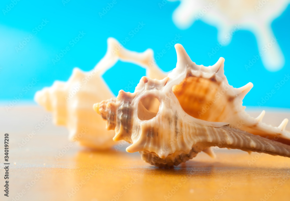 Obraz premium Marine still Life with shells on the sand (sugar crystals) with azure-blue sky. shot in the Studio.