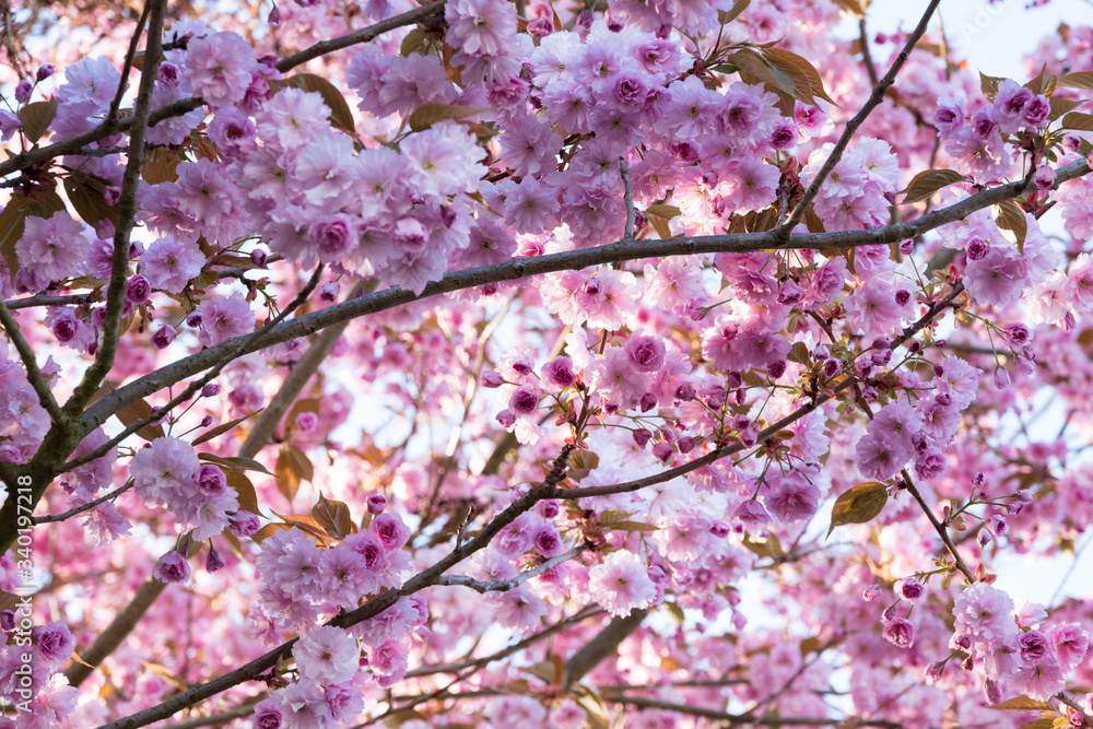 Cherry Blossom Festival with pink cherry tree blooming Cherry Blossom Festival with pink cherry tree blooming