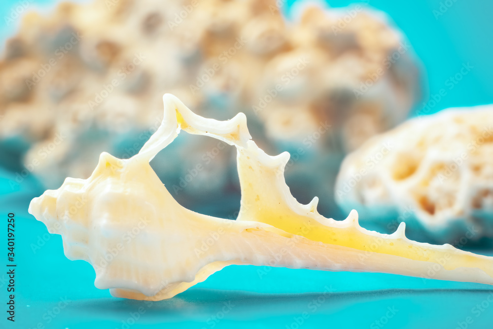Marine still Life with shells on the sand (sugar crystals) with azure-blue sky. shot in the Studio.