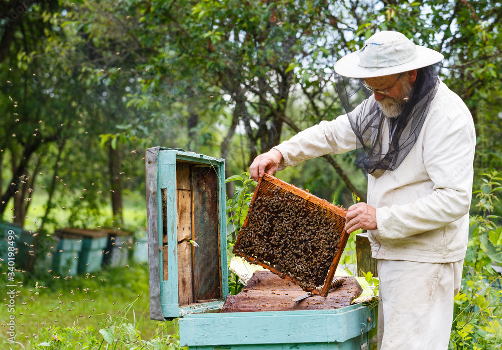 Handsome beekeeper in protective uniform checking the beehive Handsome beekeeper in protective uniform checking the beehive