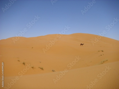 desert wasteland sand dune sahara