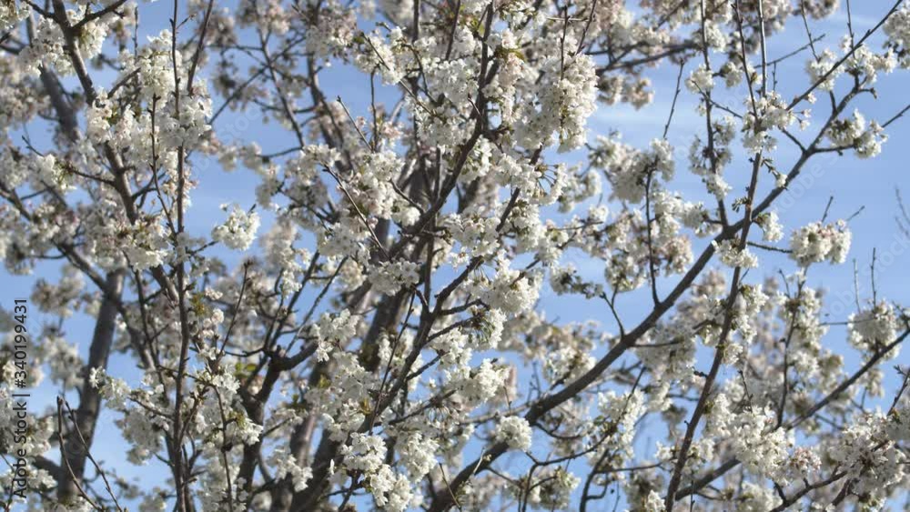 Beautiful cherry tree in bloom in spring with bees flying around. Cherry blossoms, white flowers. Beautiful cherry tree in bloom in spring with bees flying around. Cherry blossoms, white flowers.
