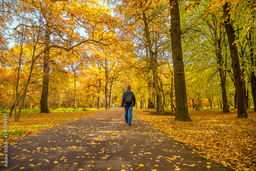 The autumn park in the rays of the bright sun looks very beautiful. People walk along a path covered with fallen leaves.