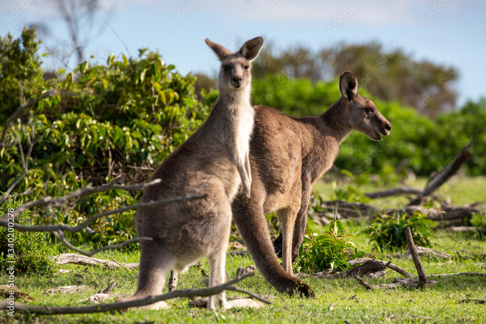 Two kangaroos in a bush land setting Two kangaroos in a bush land setting