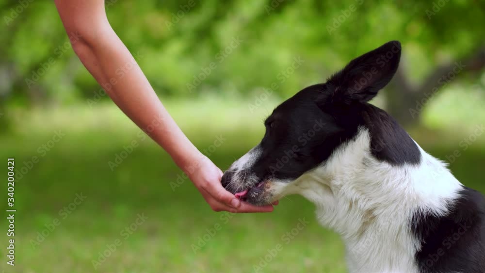 A teenager girl will pet her pet with orders. A teenager girl will pet her pet with orders.