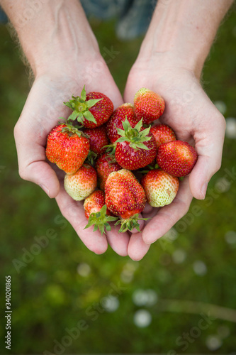 Hands of a man holding strawberries. Palms full of fresh berries of organic wild strawberries. Healthy lifestyle. Vegetarian appetizer. Fruits and berries from the garden.
