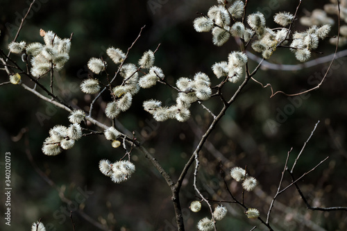 烏川渓谷に咲くヤナギ © iguchiyasunori
