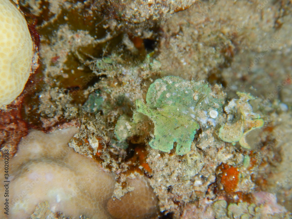 seaweeds, algae, macroalgae, padina, Caulerpa, seaweeds, algae, macroalgae, padina, Caulerpa,