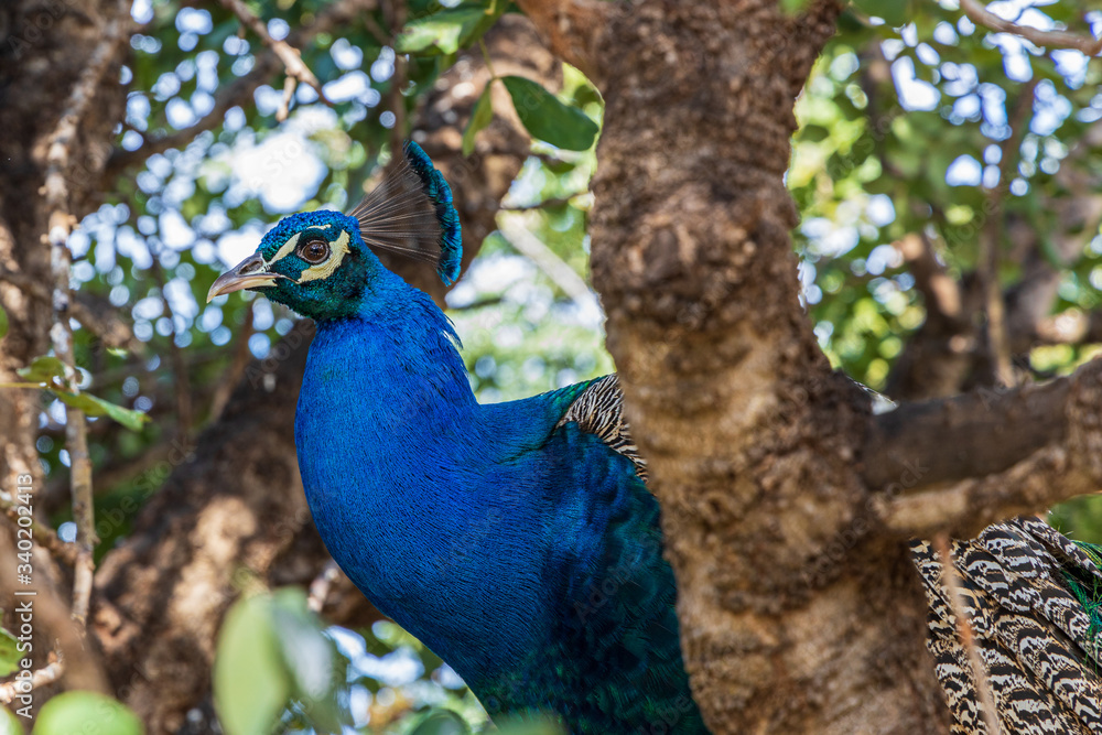 Fototapeta premium peacock in the park