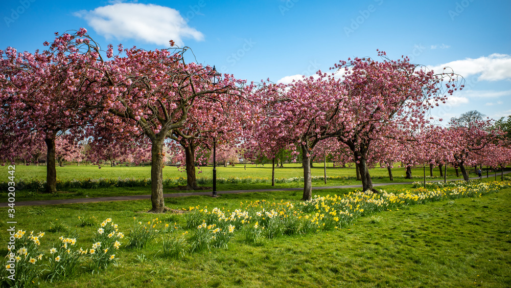 Avenue of Cherry Blossom Trees