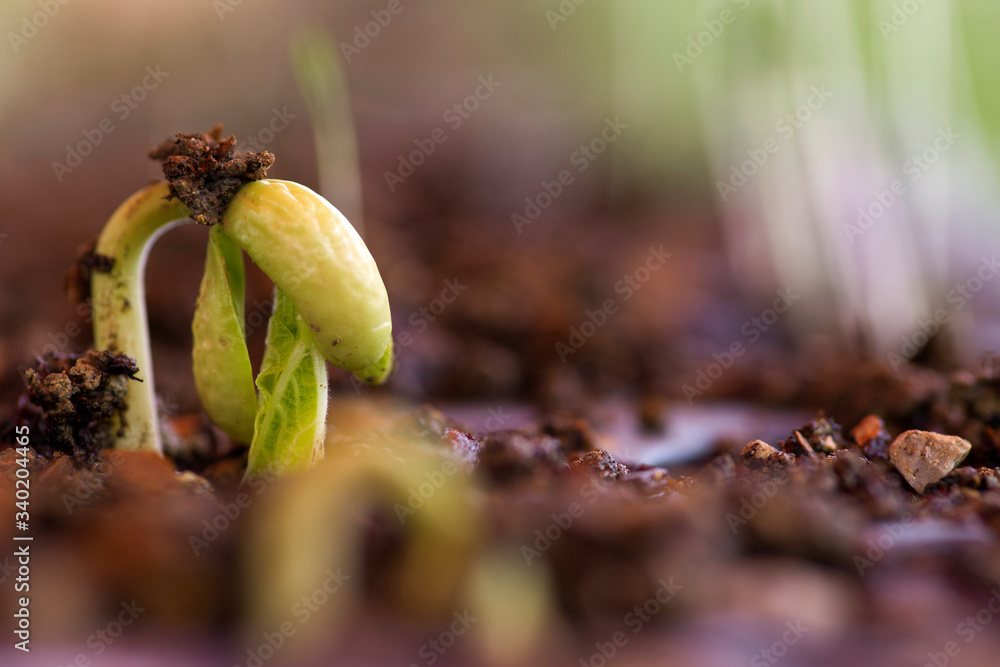The bean growing in the beauty spring time. The bean growing in the beauty spring time.