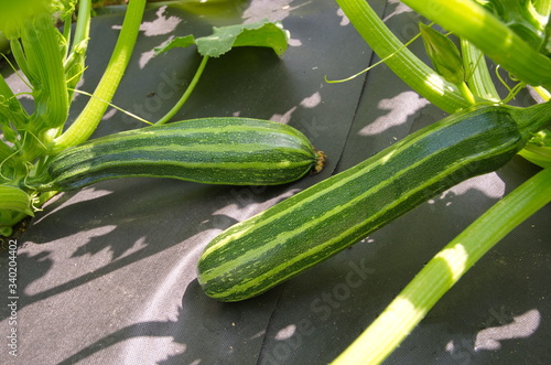 Two zucchini grow on a vegetable bed covered with black non-woven material photo