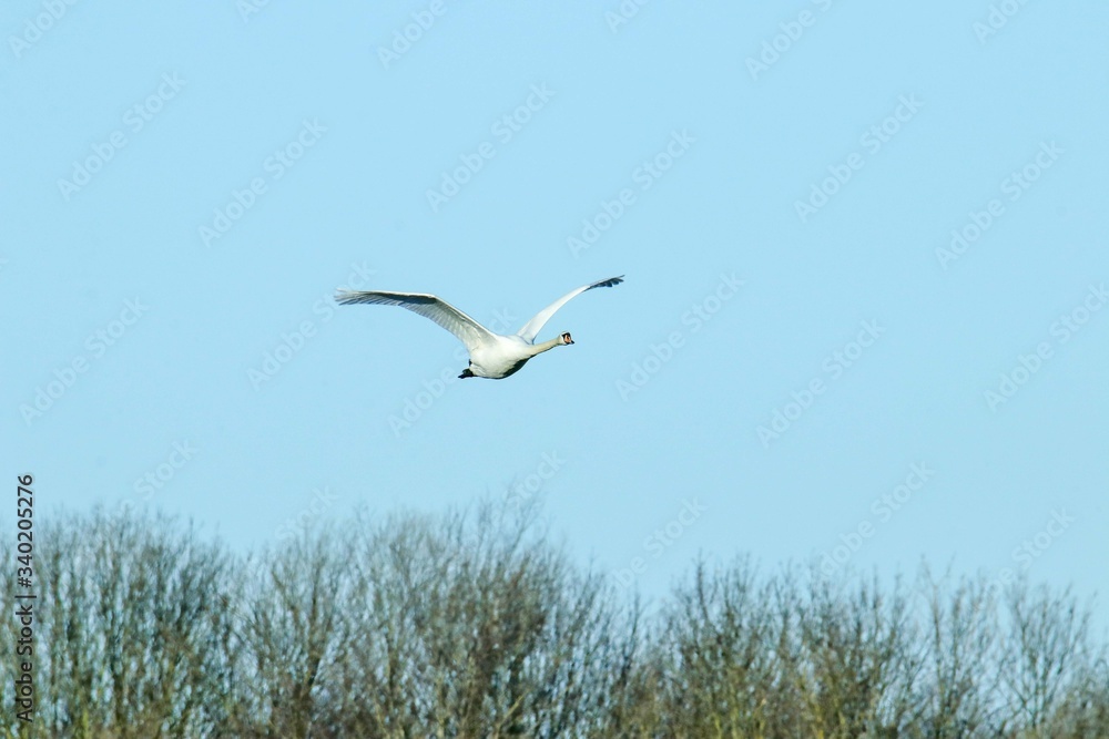 Schwan im Flug