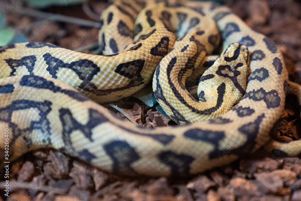 Obraz premium Yellow big snake.