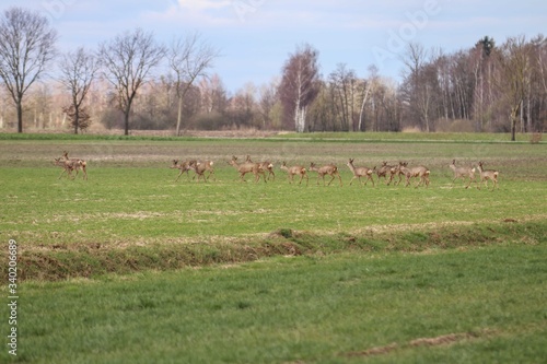 Rehwild im Frühjahr