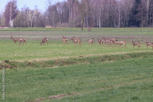 Rehwild im Frühjahr