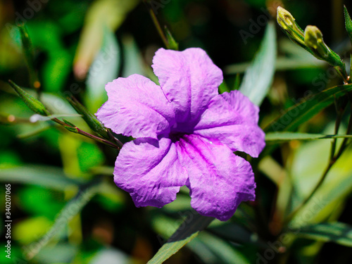 wild petunias  purple pink flowers Originated in Mexico photo