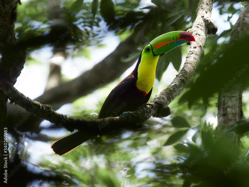 wildlife photo of a keel-billed toucan in Costa Rica wildlife photo of a keel-billed toucan in Costa Rica