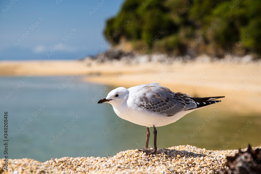 Obraz premium Abel Tasman