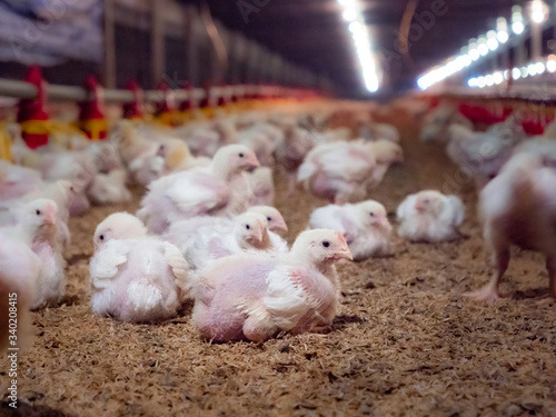The chicken in the farming