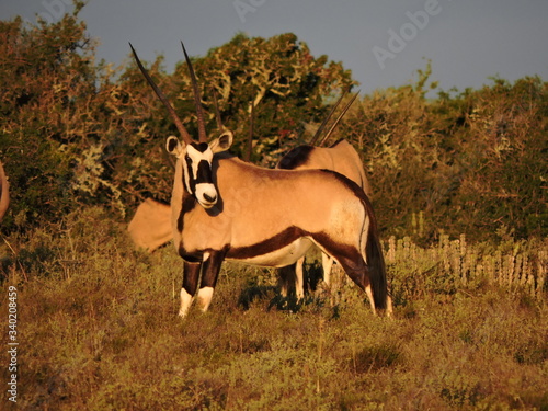 Quadro su tela Oryx in the morning light