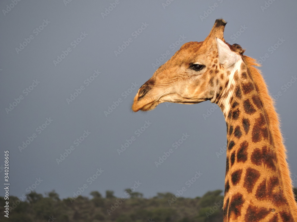 Obraz premium giraffe in the wild