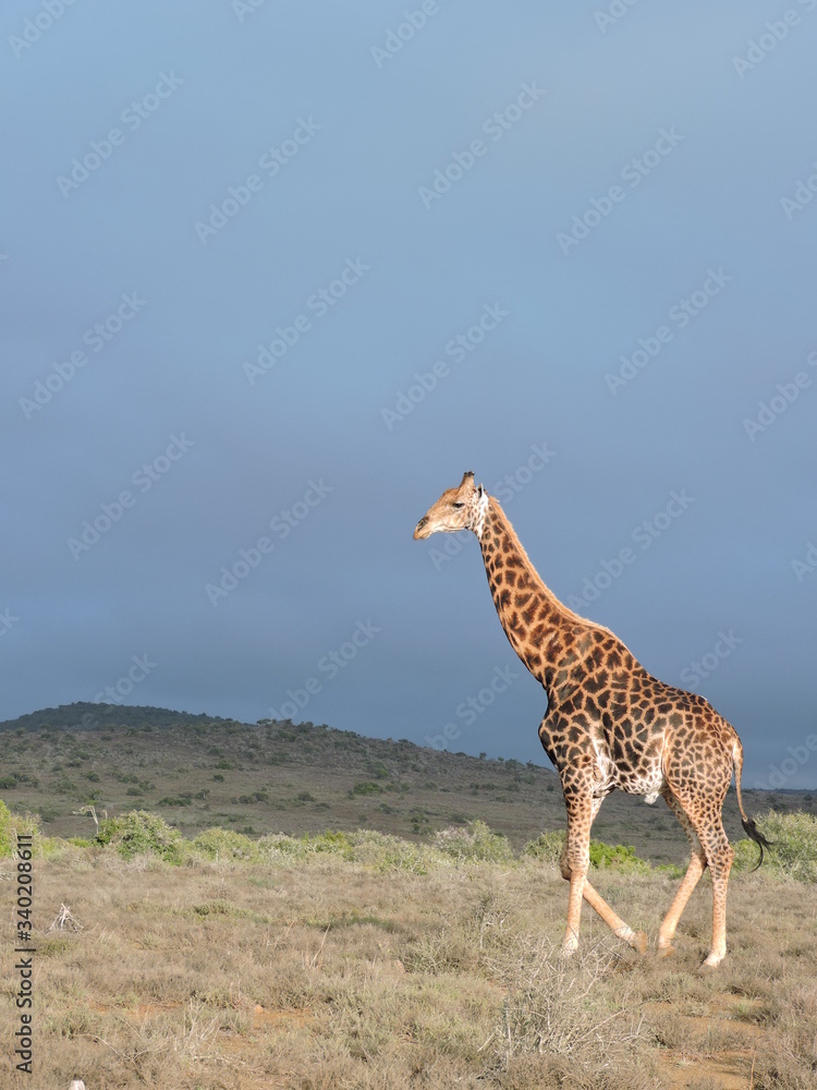 Obraz premium giraffe in the savannah