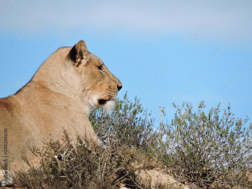 Fototapeta premium Lion silhouette