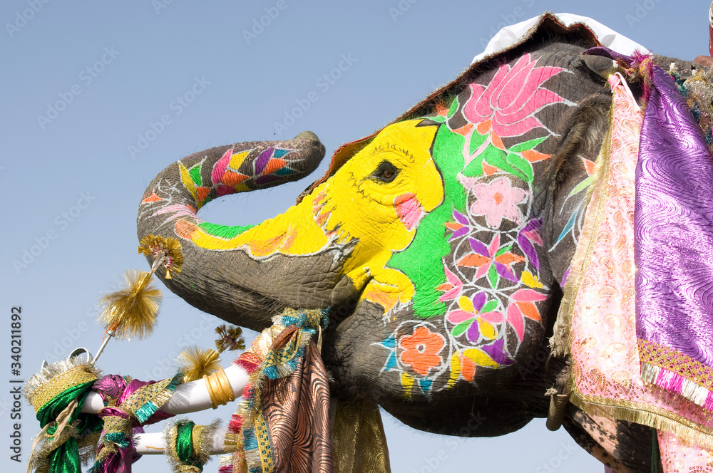 colorful elephant , festival , Jaipur, Rajasthan, India	