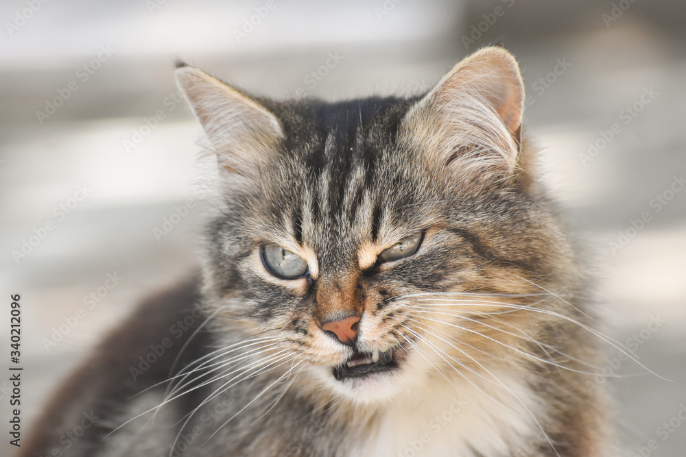 Portrait of angry fluffy cats. Angry cat looking