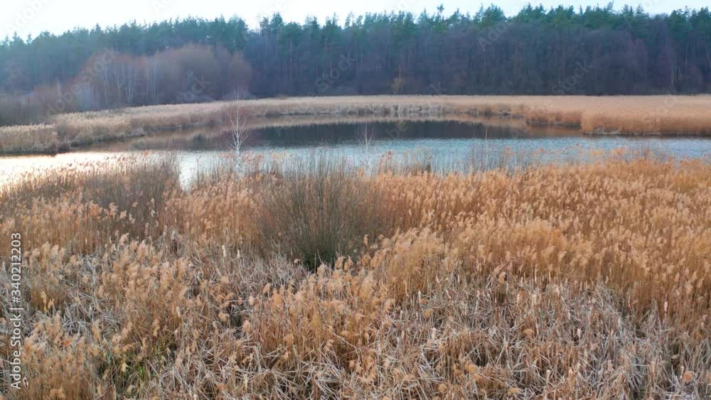 Swamp and reeds. Flying over the reeds sunset. A small lake near the forest.
Swamp and reeds. Flying over the reeds sunset. A small lake near the forest.