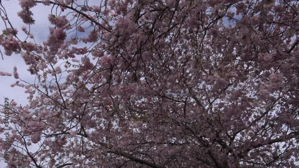 Blossom on a tree in spring UK England 4K Blossom on a tree in spring UK England 4K