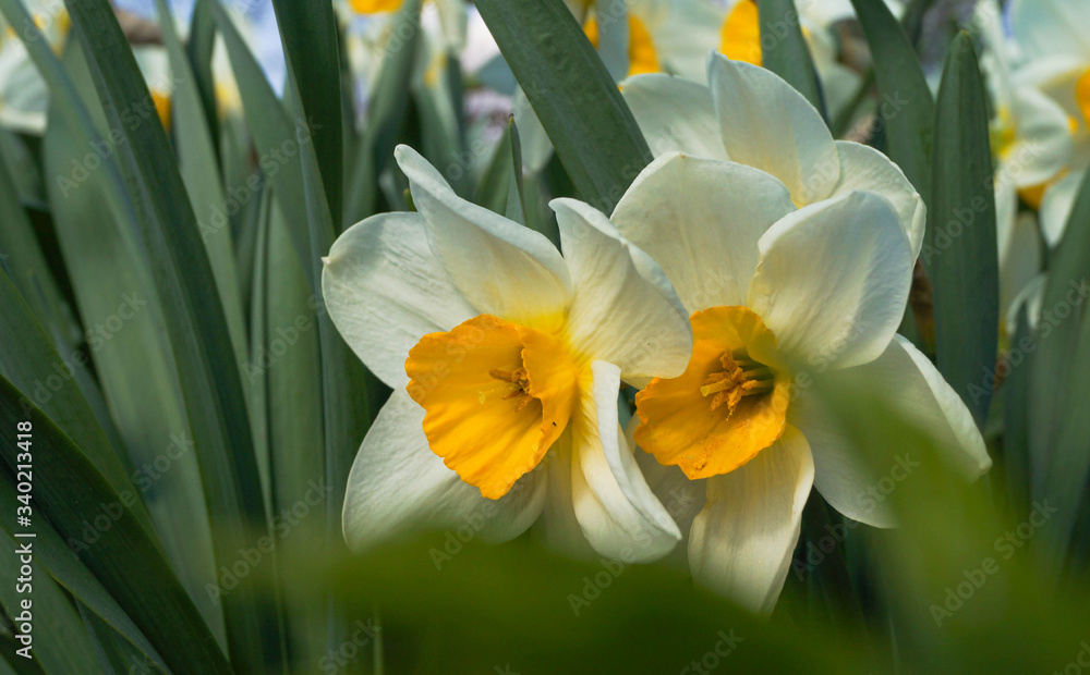 Flower fields of white narcissus Spring country landscape Flower fields of white narcissus Spring country landscape