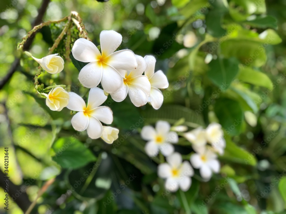 Obraz premium Beautiful White Plumeria flowers growth in botanical garden. Natural background, flowers blossom in summer light. Tropical botanical trees. Selective focus.