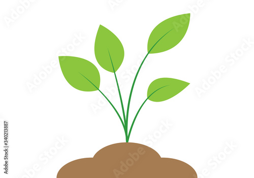 Brote de una planta en tierra sobre fondo blanco.