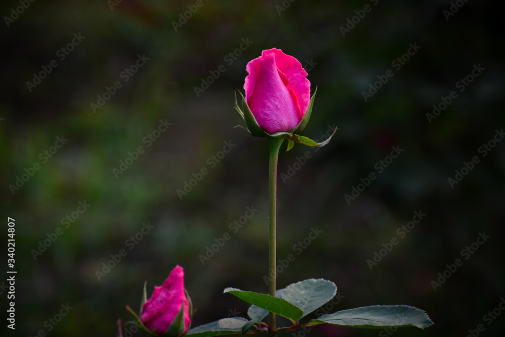 Selective focus on a fresh rose buds with background blear Selective focus on a fresh rose buds with background blear