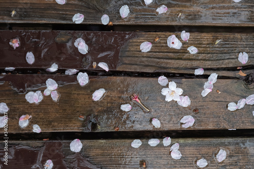 雨に濡れたベンチに散った桜の花びら