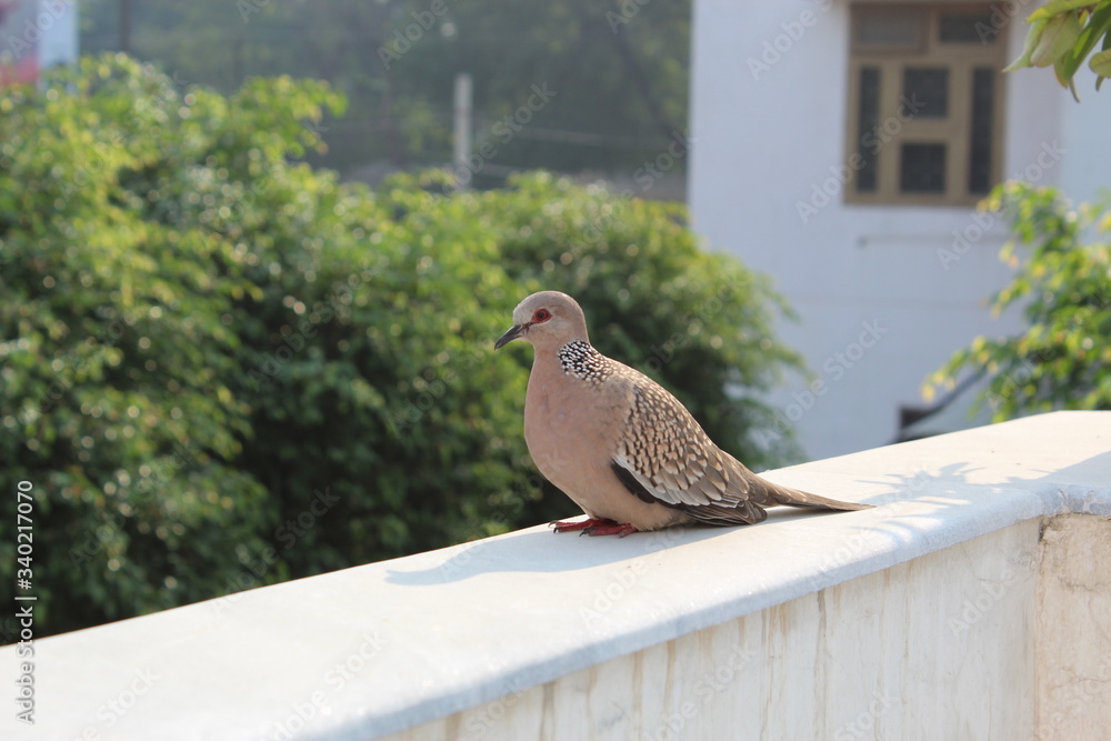 pigeon on a railing