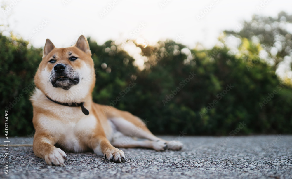 happy smile dog close up rest on green landscape, chilling shiba inu leisure on park, pet relaxing on nature, animal relax holiday vacation trip, mockup copy space