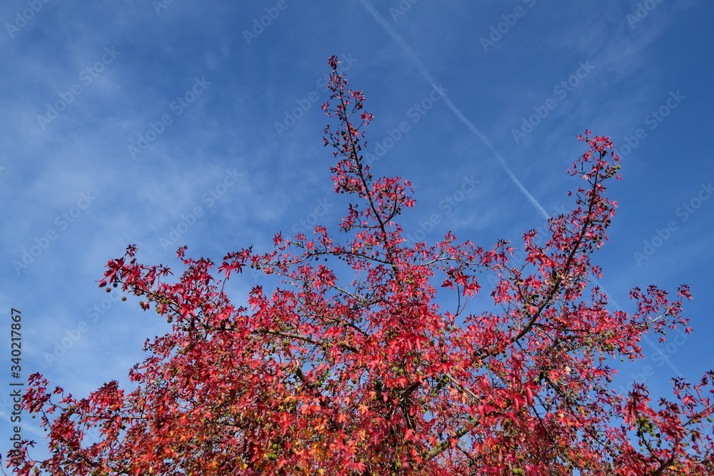 Feuillage d'automne rouge sur fond de ciel bleu. Feuillage d'automne rouge sur fond de ciel bleu.