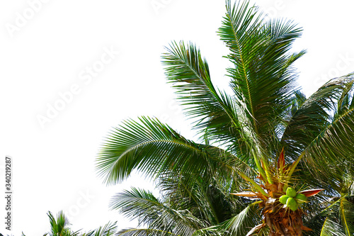 Coconut palm trees isolated on white background.