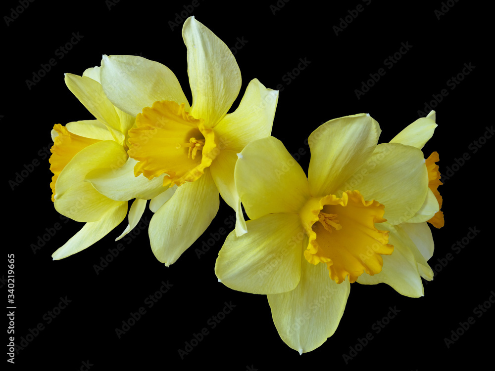 Blooming Yellow Flower Buds of Narcissus Flowers. Isolated On Black Background Blooming Yellow Flower Buds of Narcissus Flowers. Isolated On Black Background