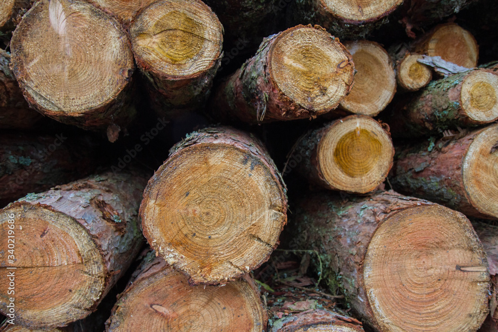 Cut down tree trunks on a pile in a forest, ready for transportation Cut down tree trunks on a pile in a forest, ready for transportation