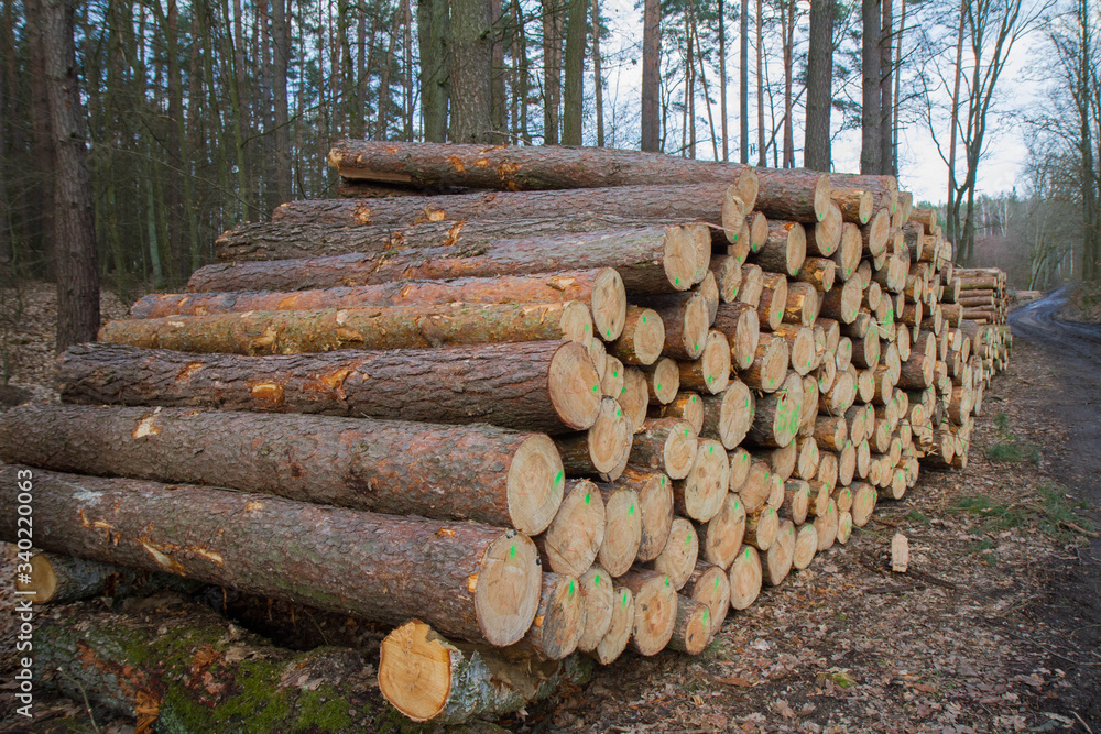 Cut down tree trunks on a pile in a forest, ready for transportation Cut down tree trunks on a pile in a forest, ready for transportation