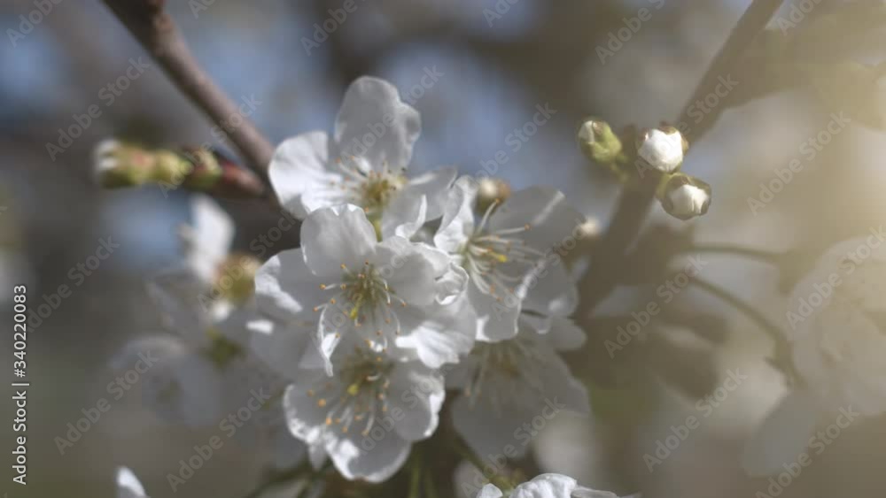 Closeup macro shot of a beautiful cherry tree branch in bloom in spring. Cherry blossoms, white flowers. Slow motion. Closeup macro shot of a beautiful cherry tree branch in bloom in spring. Cherry blossoms, white flowers. Slow motion.