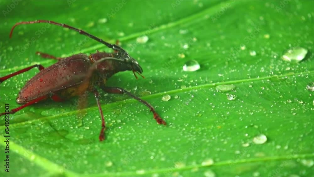 Giant beetle palo verde or longhorn beetle close up, insect footage on a green leaf with rain drops. Giant beetle palo verde or longhorn beetle close up, insect footage on a green leaf with rain drops.
