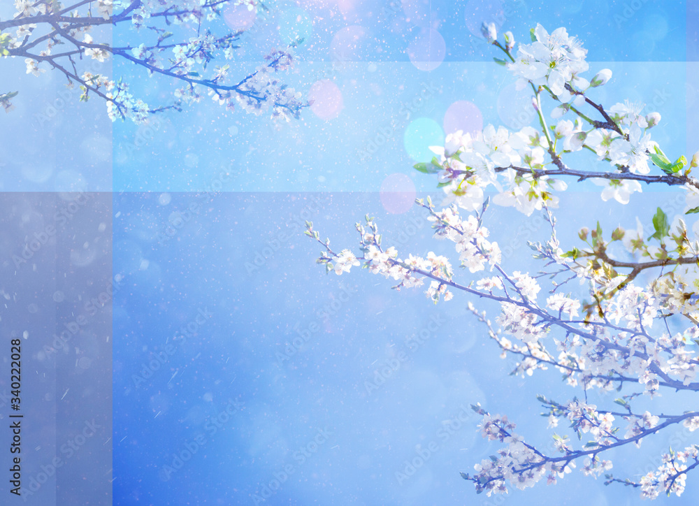 White cherry tree blossoms in spring garden, background blue sky and bokeh, free space for your design