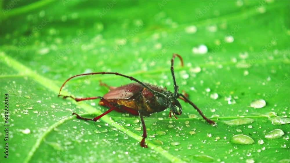 Giant beetle palo verde or longhorn beetle close up, insect footage on a green leaf with rain drops. Giant beetle palo verde or longhorn beetle close up, insect footage on a green leaf with rain drops.