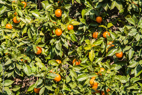 Orange tree. Suitable as a background for desktop or webdesign and graphic design.