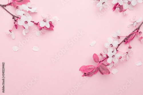 Spring blossom. May flowers and April floral nature on pink background. Branches of blossoming apricot macro with soft focus. For easter and spring greeting cards with copy space. Springtime.